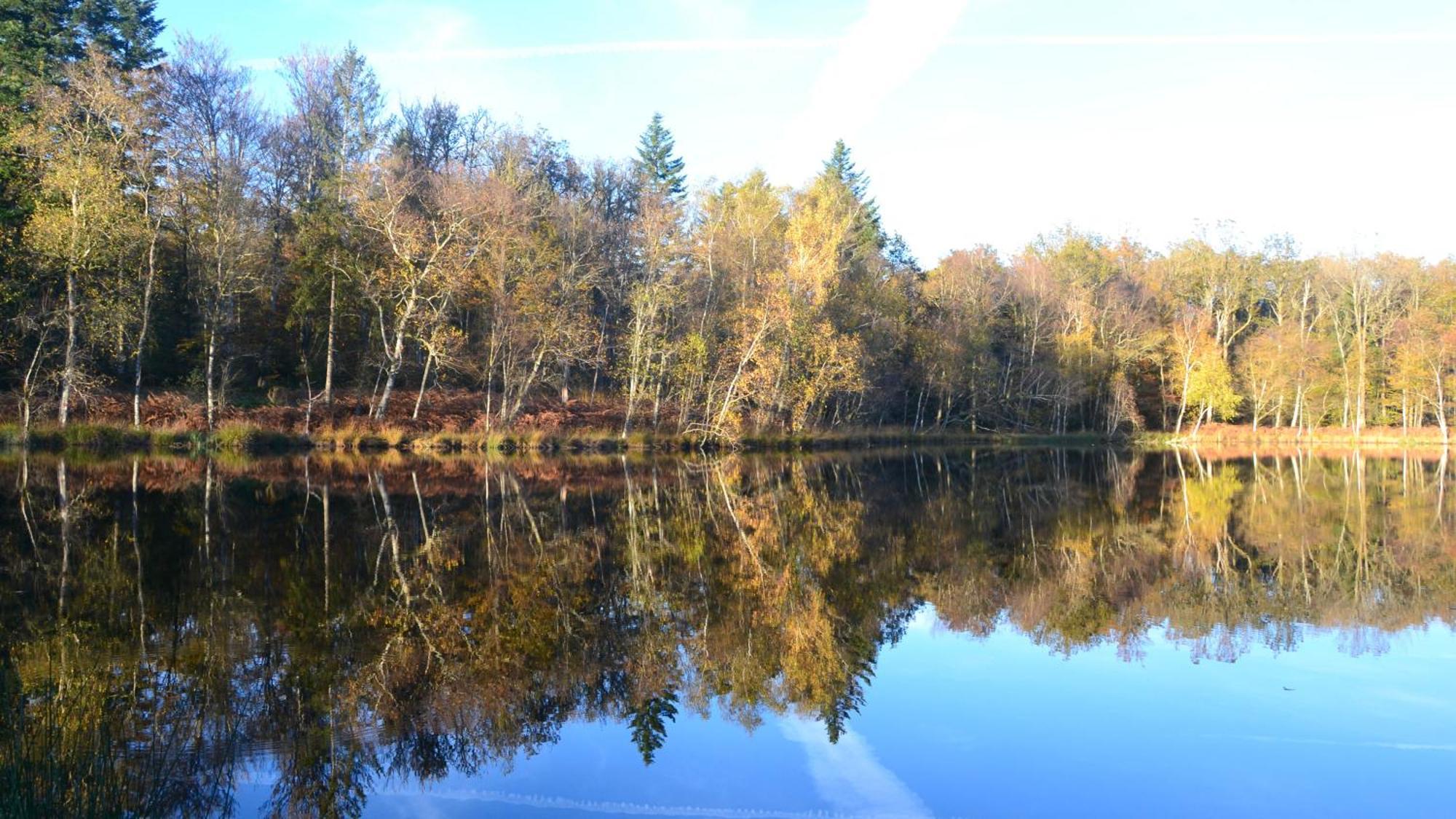 Chalet Des Aigrettes, Les 1000 Etangs La Voivre  ภายนอก รูปภาพ