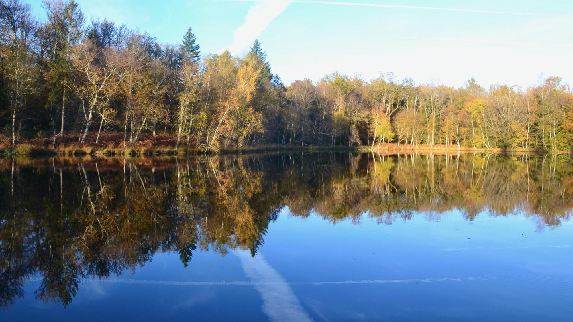 Chalet Des Aigrettes, Les 1000 Etangs La Voivre  ภายนอก รูปภาพ