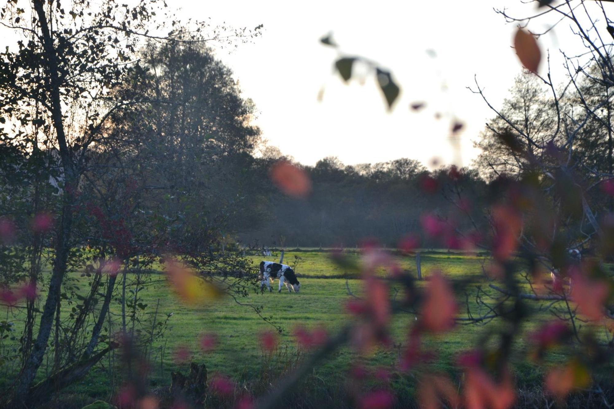 Chalet Des Aigrettes, Les 1000 Etangs La Voivre  ภายนอก รูปภาพ